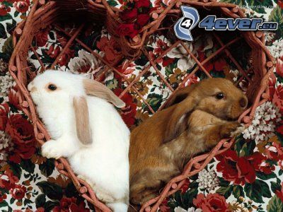 conejos, cesta, corazón, flores