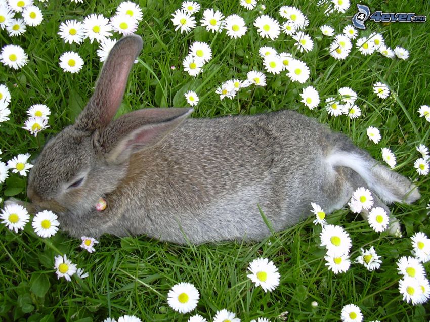 conejo en la hierba, flores, prado