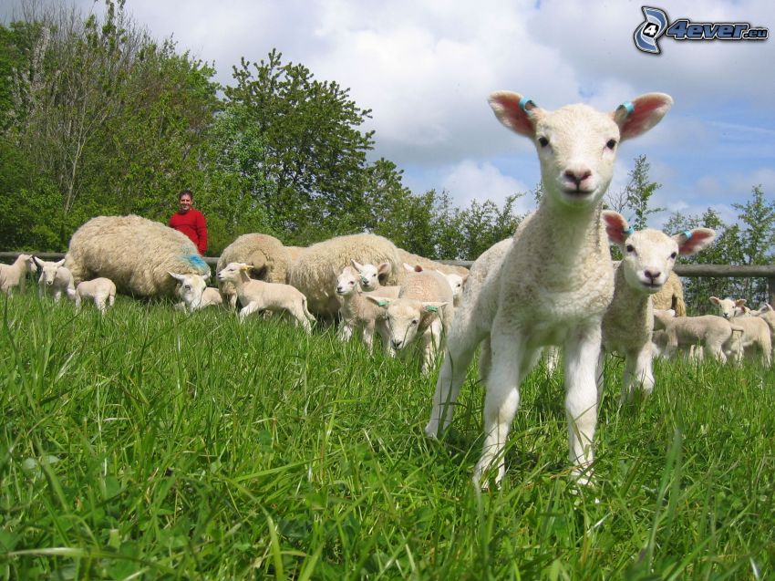 corderos, ovejas