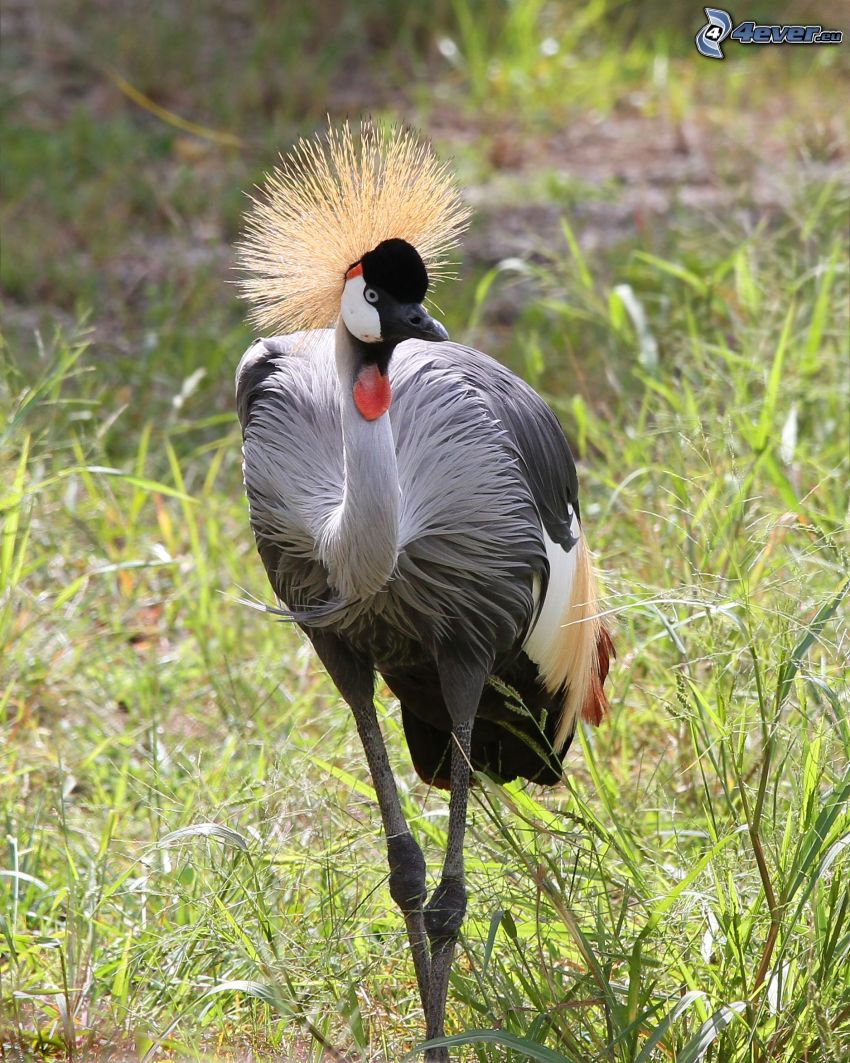 Crowned Crane, hierba