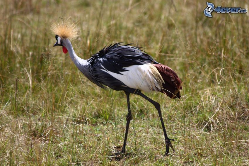 Crowned Crane, hierba seca