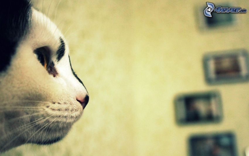 cabeza de felino, gato variopinto