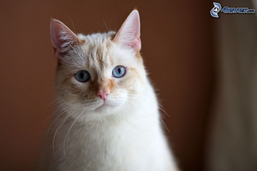 cabeza de felino, ojos azules