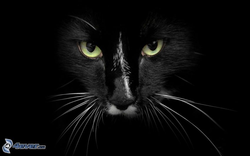 cara de gato negro, bigote