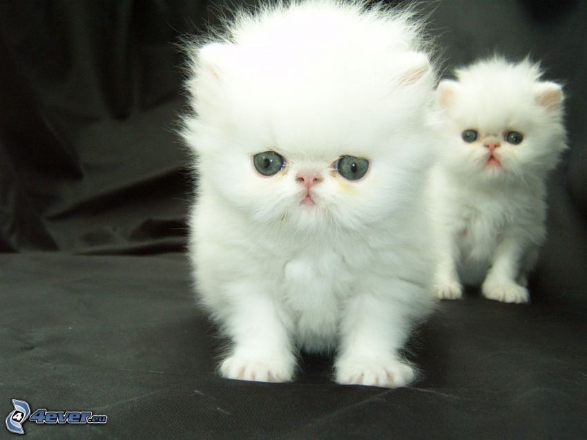 el gato pérsico, gatitos blancos