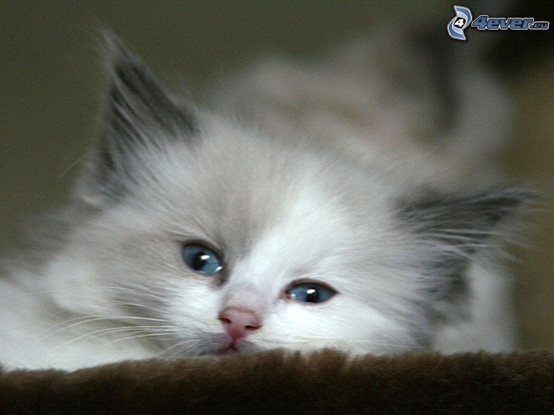 el gato pérsico, gato blanco, ojos azules