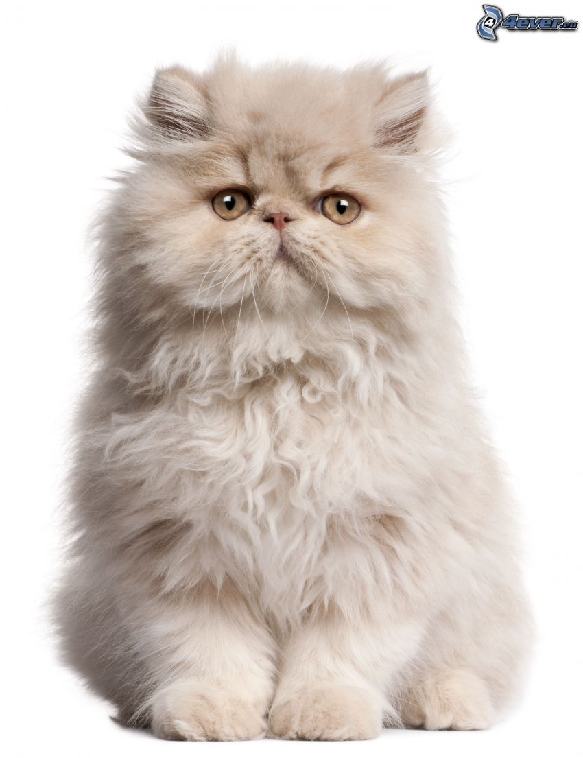 el gato pérsico, gato blanco