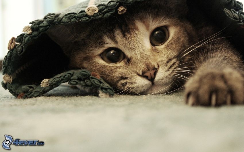 gatito, alfombra