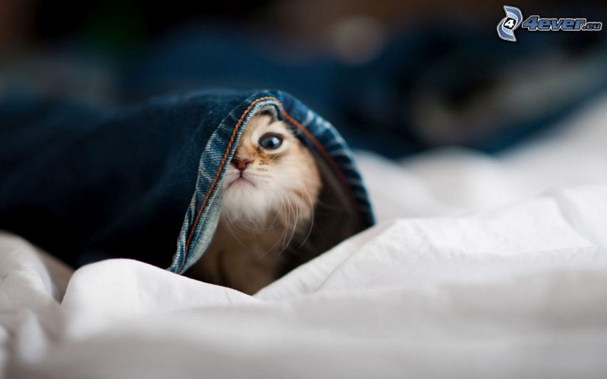 gatito, cubierta