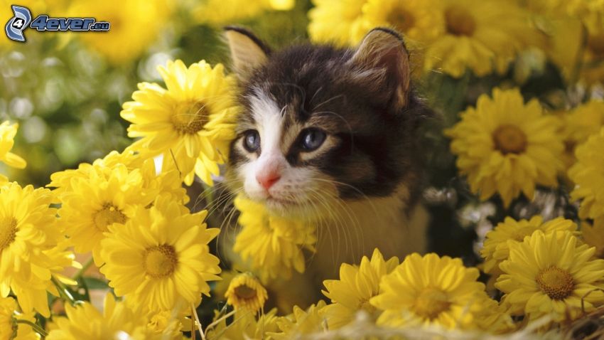 gatito, flores amarillas