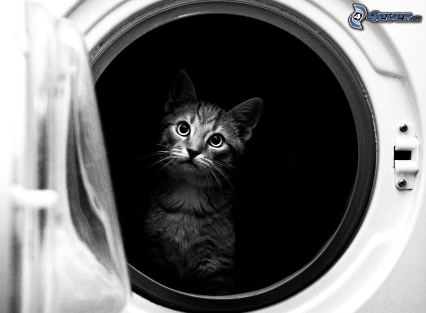 gatito, lavadora