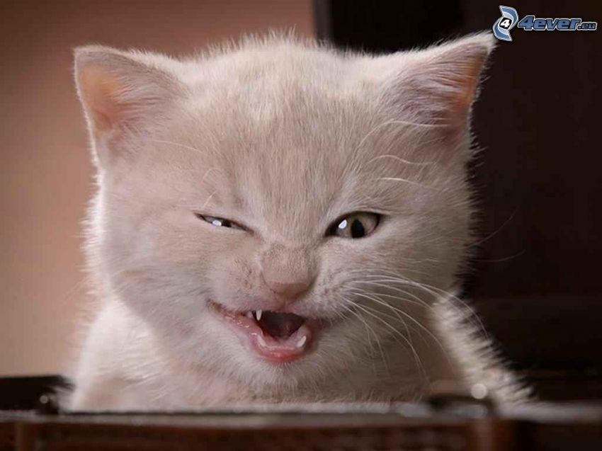 gatito blanco, dientes