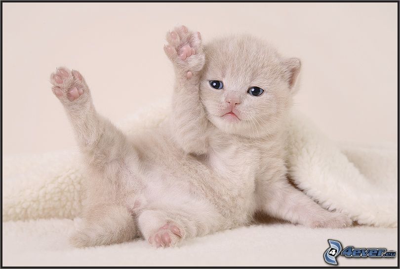 gatito blanco, manta, ojos azules