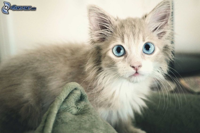 gatito blanco, ojos azules