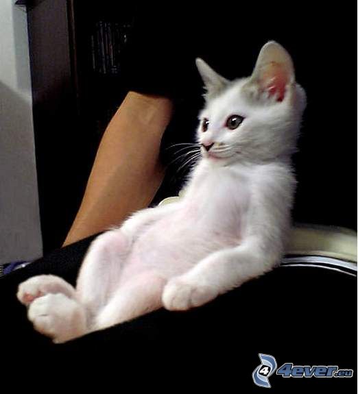gatito blanco, relax