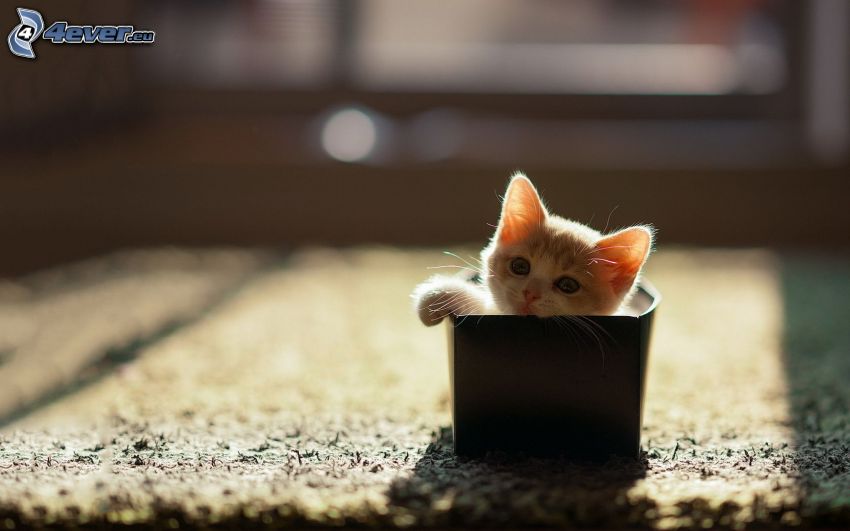 Gatito blanco en una caja