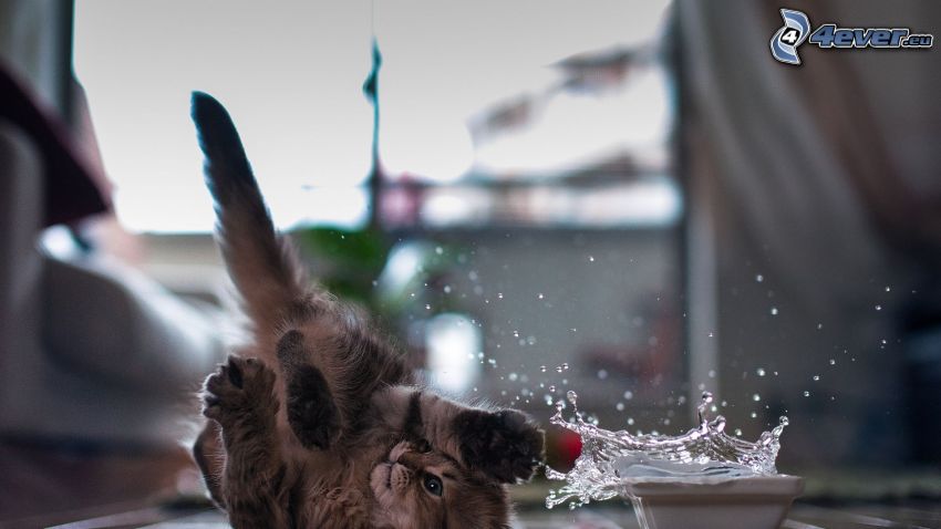 gatito con ganas de jugar, agua