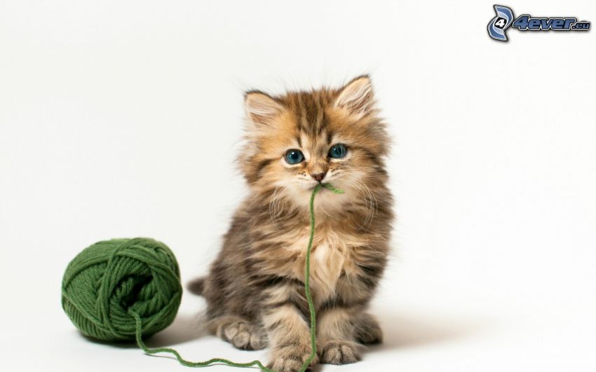gatito con ganas de jugar, bola, lana