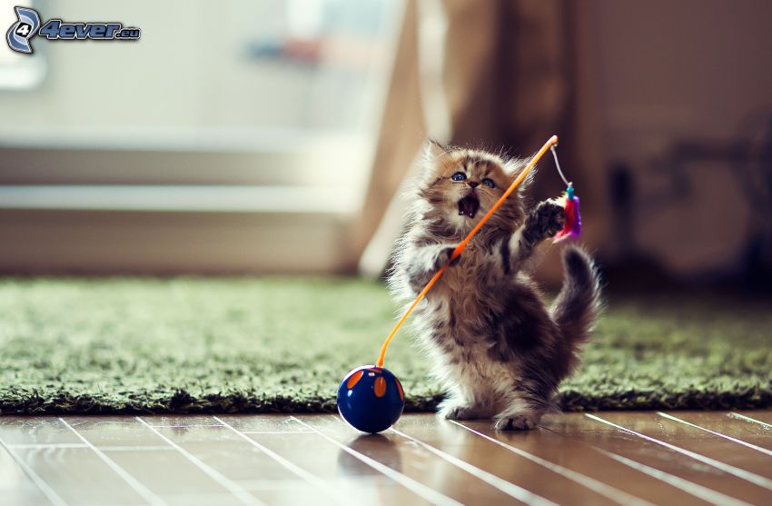 gatito con ganas de jugar, juguete