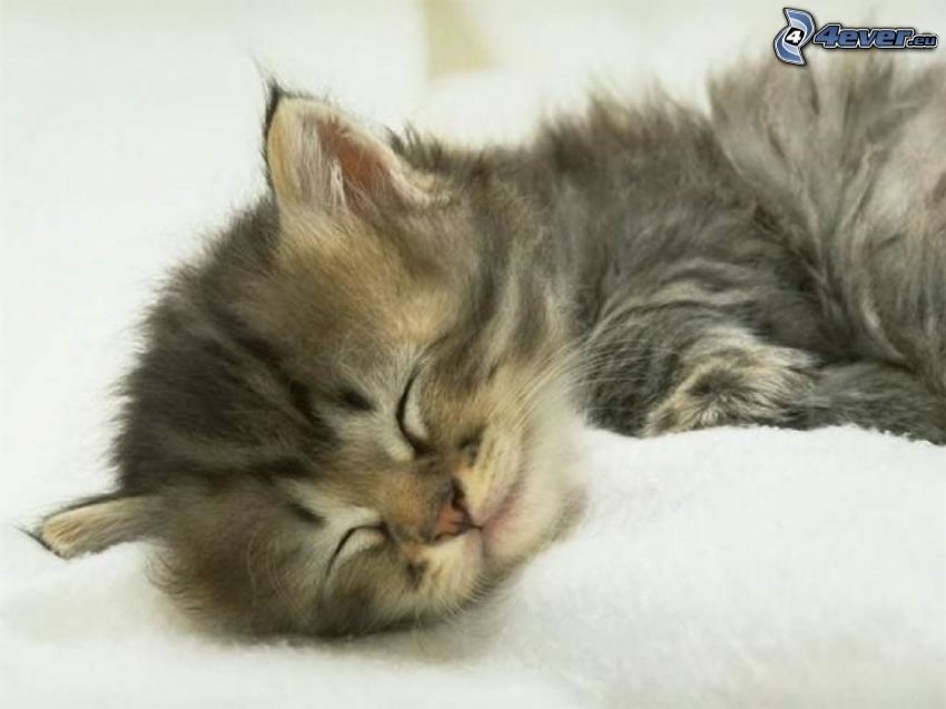 gatito durmiendo, pequeño gatito gris
