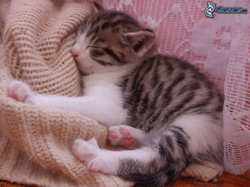 gatito durmiendo, suéter, cachorro