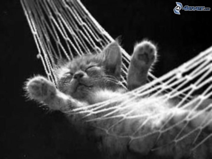 gatito durmiendo, tumbarse en una red, descanso