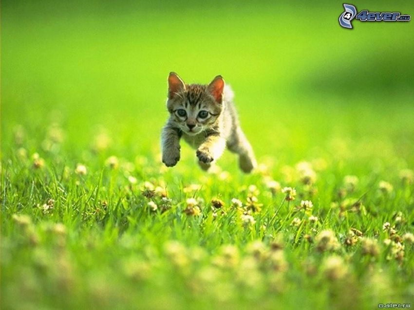 gatito en el prado, hierba