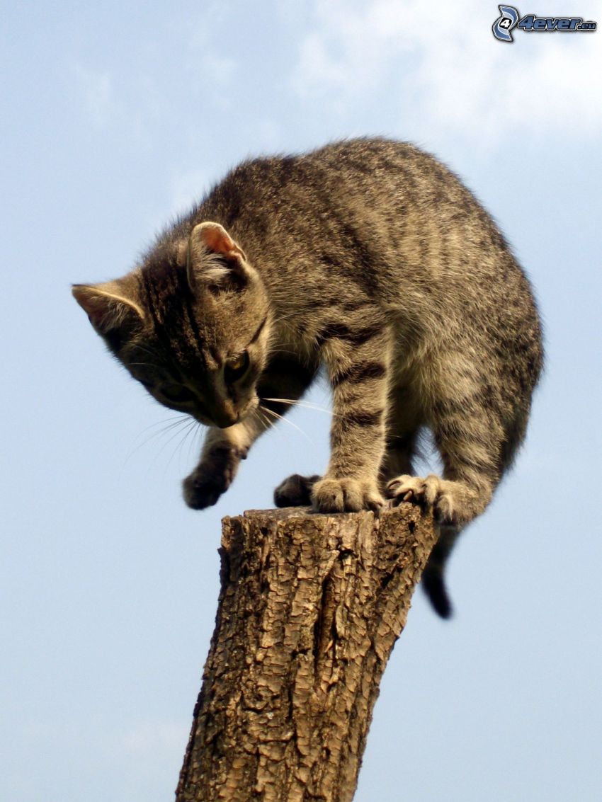 gatito en un poste, cielo, madera