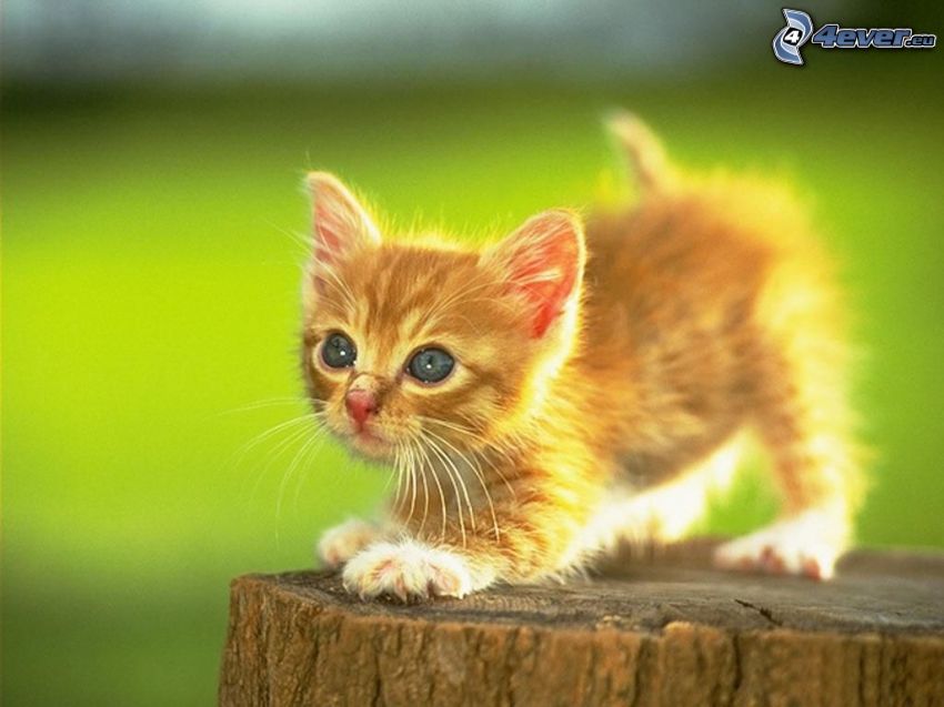 gatito en un poste, pequeño gato pelirrojo, hierba