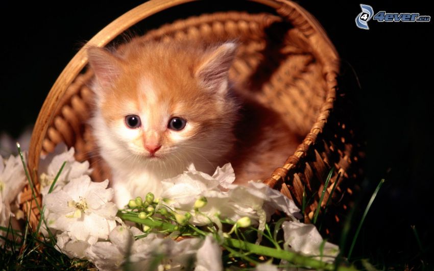 gatito en una cesta, flores blancas