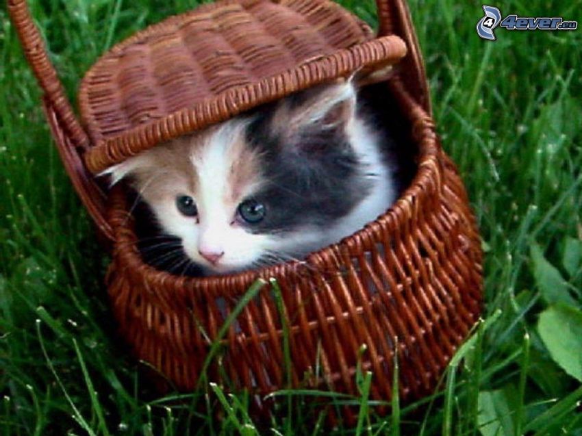 gatito en una cesta, hierba