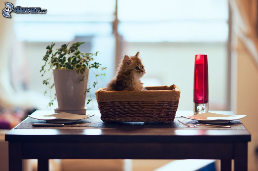 gatito en una cesta, mesa puesta