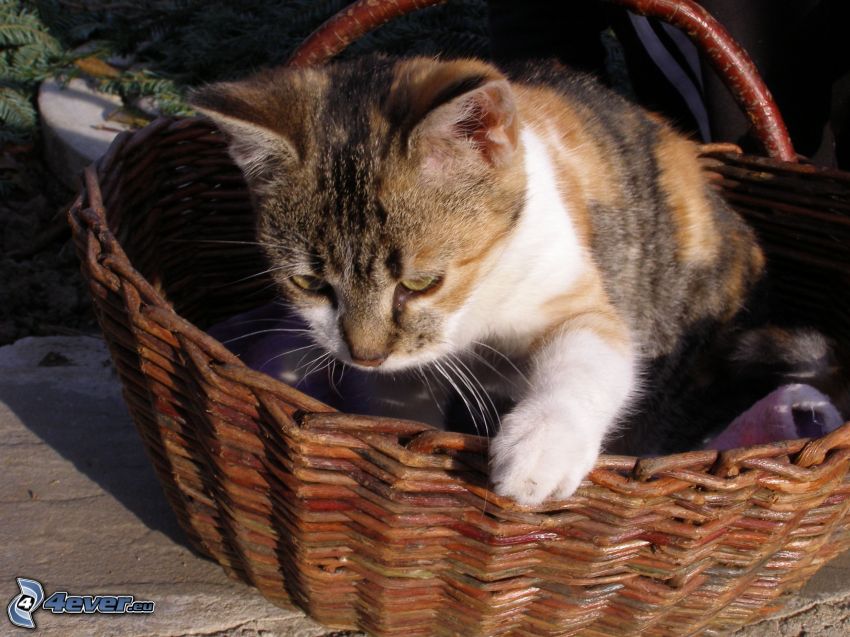 gatito en una cesta, pata blanca