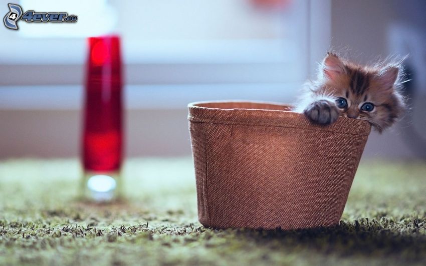 gatito en una cesta