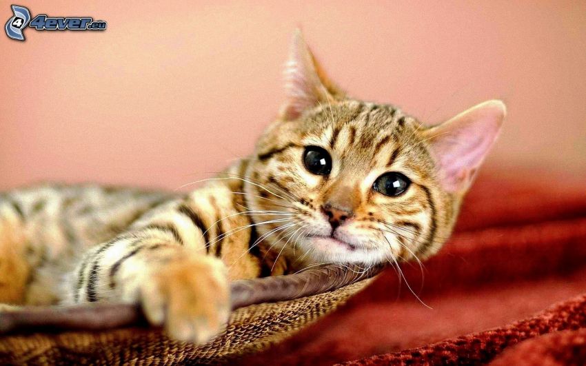 gatito en una cesta
