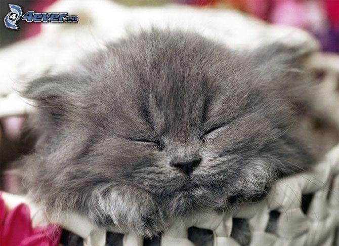 gatito gris, gatito durmiendo