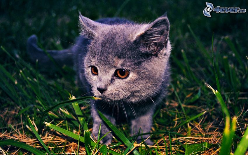 gatito gris, hierba, mirada