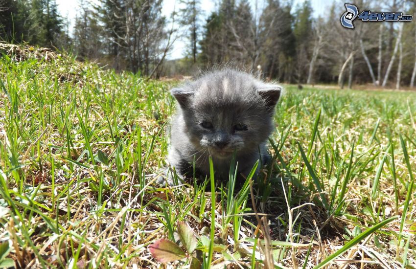 gatito gris, hierba