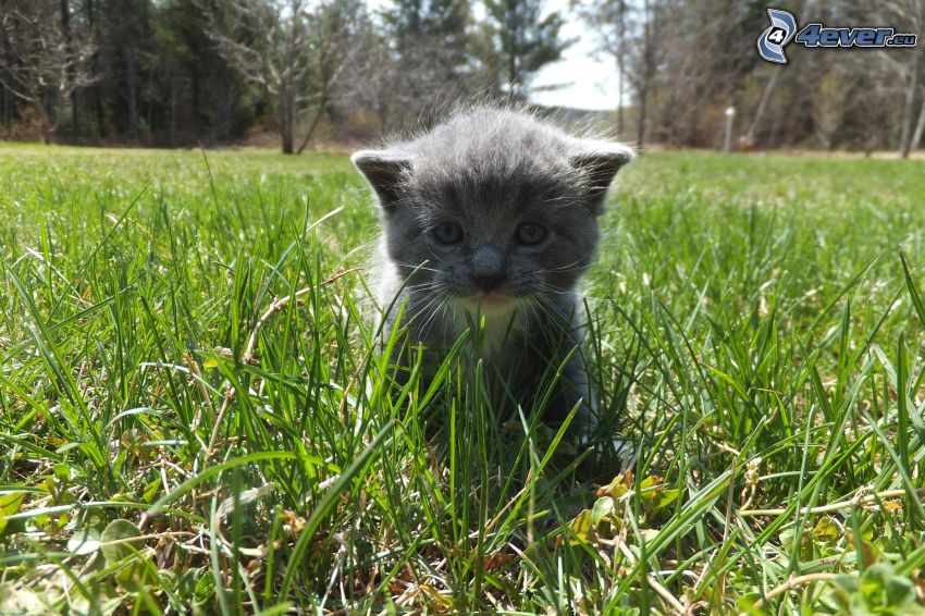gatito gris, hierba