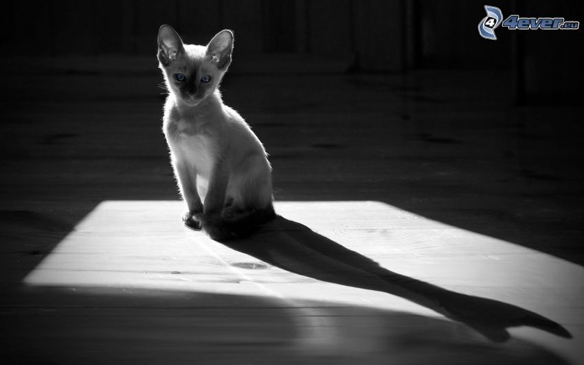 gatito gris, sombra
