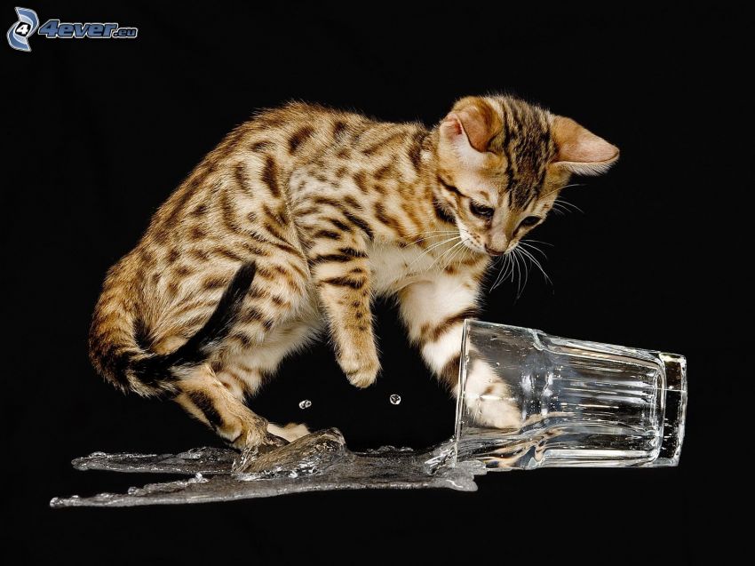 gatito manchado, agua, copa