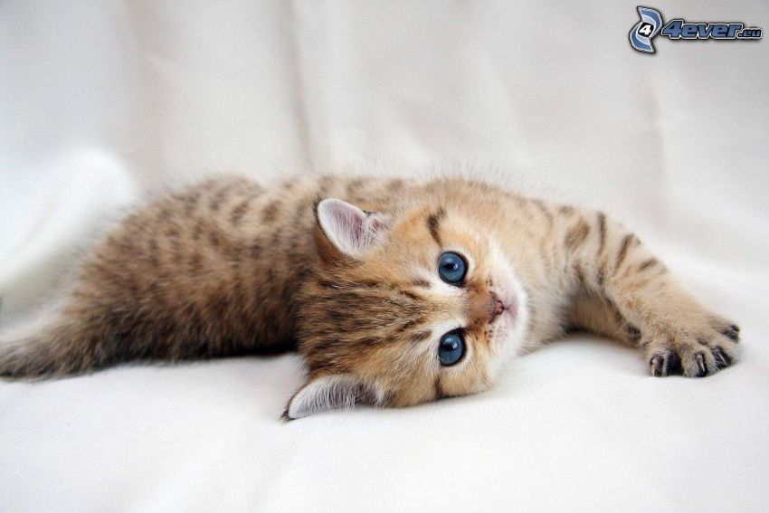 gatito manchado, ojos azules