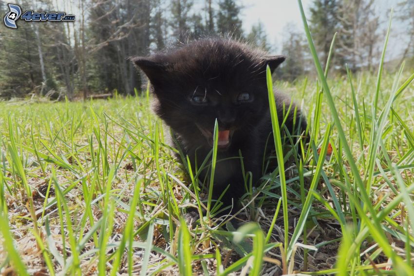 gatito negro, hierba