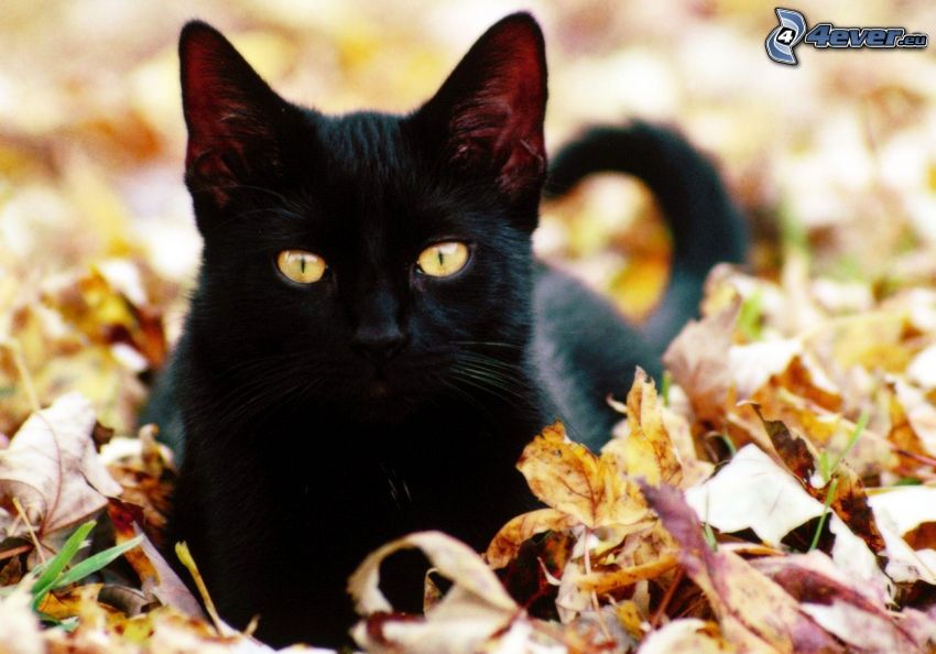 gatito negro, hojas caídas