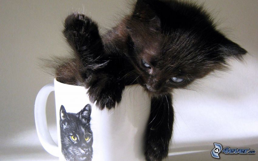 gatito negro, taza