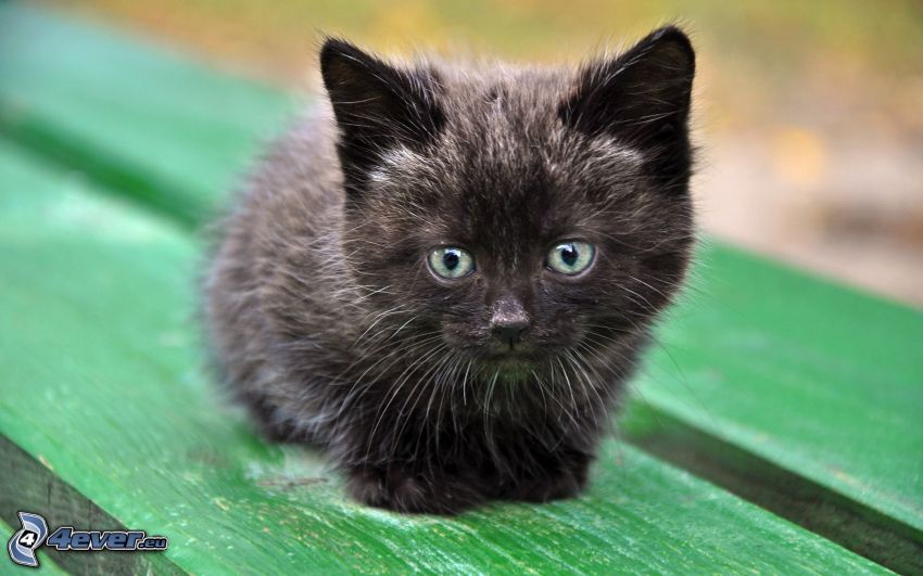 gatito negro