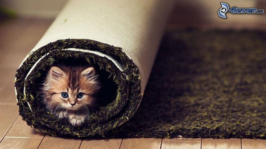 gatito pequeño, alfombra