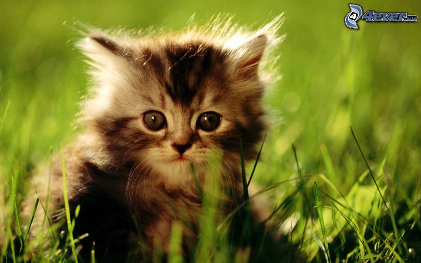 gatito pequeño, hierba