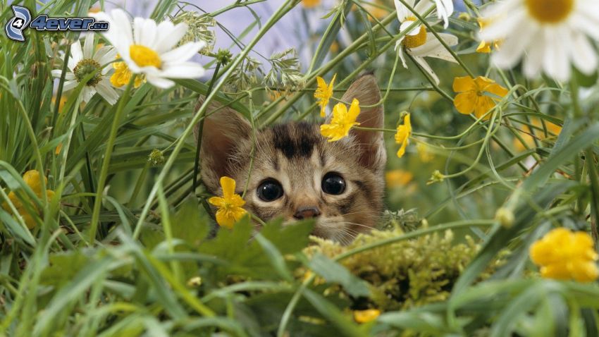 gatito pequeño, margaritas, flores amarillas, hierba
