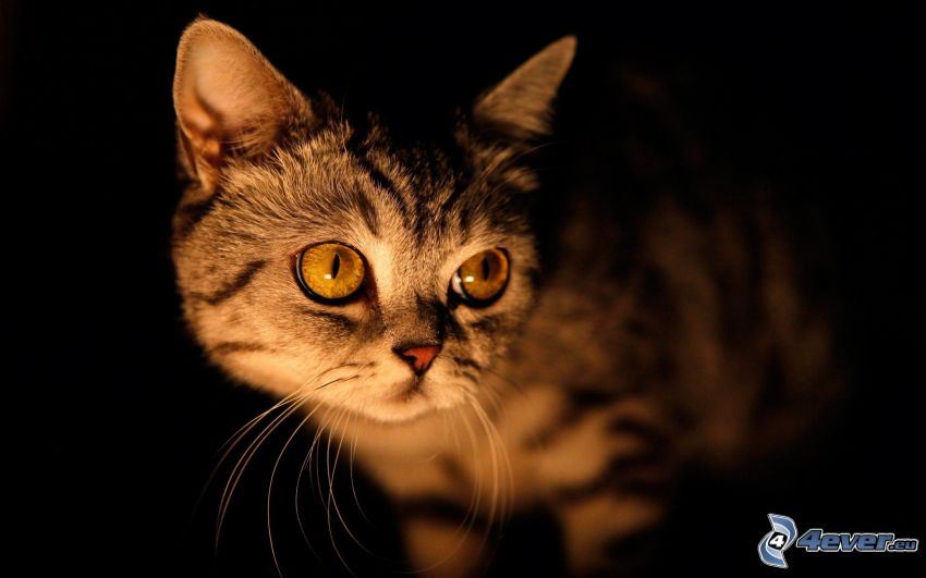 gatito pequeño, oscuridad